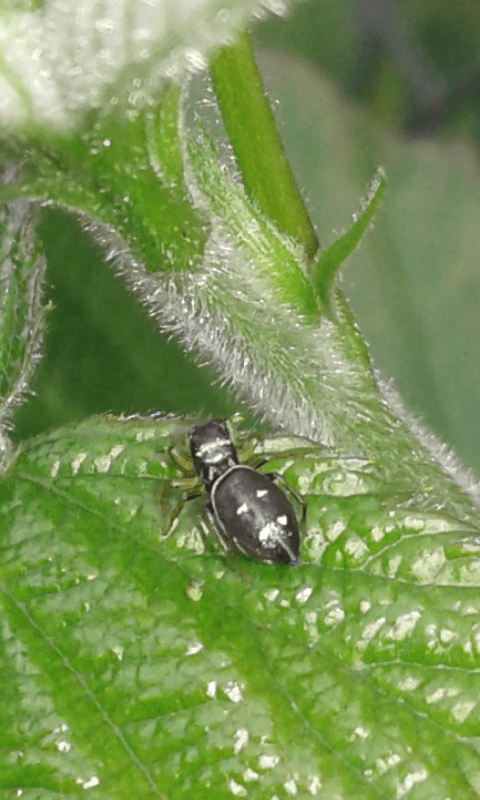 Salticidae : Heliophanus sp - prov. PD
